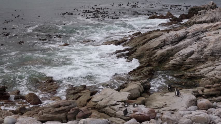4k footage of the critically endangered African penguin (Spheniscus demersus), or Cape penguin or South African penguin at Stony Point Nature Reserve. Betty's Bay.  Western Cape. South Africa.