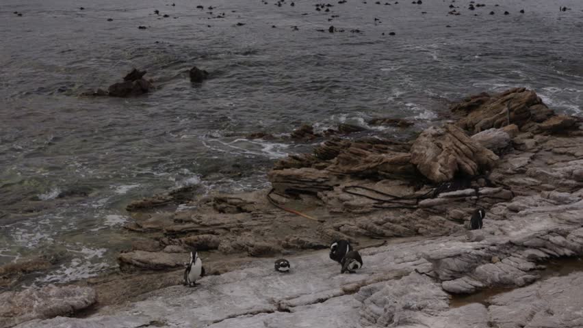 4k footage of the critically endangered African penguin (Spheniscus demersus), or Cape penguin or South African penguin at Stony Point Nature Reserve. Betty