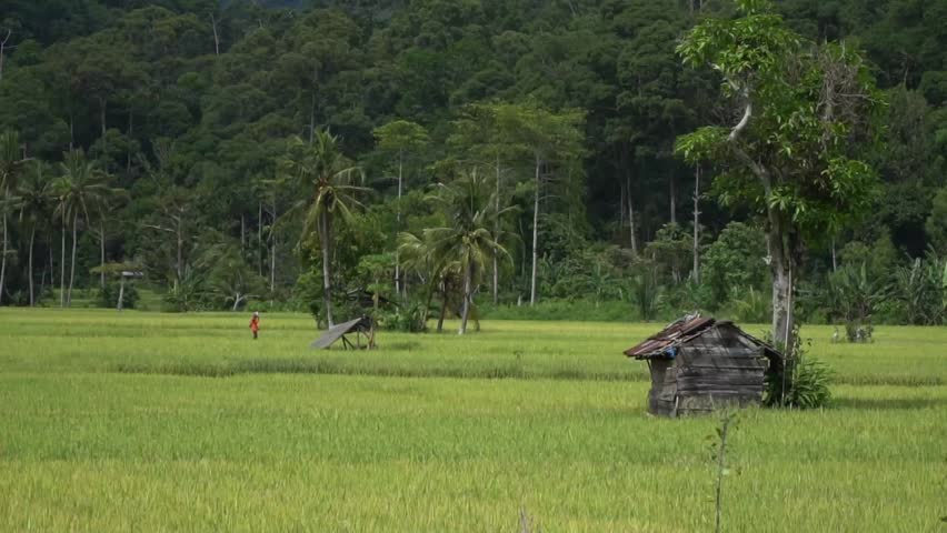 A wide expanse of lush green rice fields with a small wooden hut (saung) in the middle, showcasing rural life and the peaceful beauty of Indonesian agriculture.