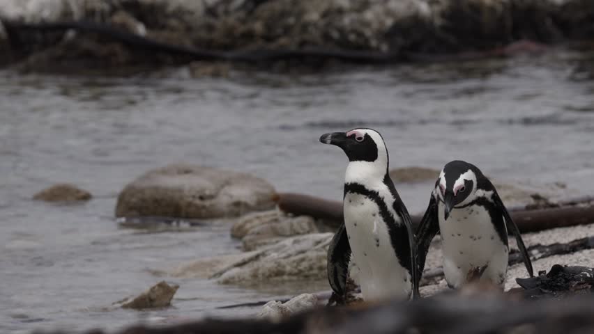4k footage of the critically endangered African penguin (Spheniscus demersus), or Cape penguin or South African penguin at Stony Point Nature Reserve. Betty's Bay.  Western Cape. South Africa.