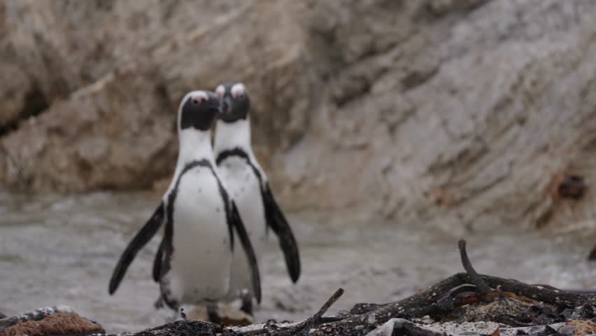 4k footage of the critically endangered African penguin (Spheniscus demersus), or Cape penguin or South African penguin at Stony Point Nature Reserve. Betty's Bay.  Western Cape. South Africa.