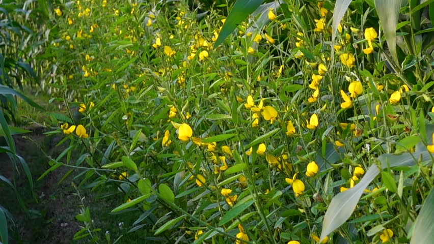 Yellow Pigeon Peas Blossoms. Some branches of pigeon pea (Cajanus cajan) display bright yellow blossoms.