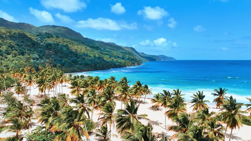 Palm grove on the Dominican beach Rincon. Amazing tropical seascape. Summer vacation on a paradise island. Vibrant nature on the sea coast. Travel to a tropical paradise.