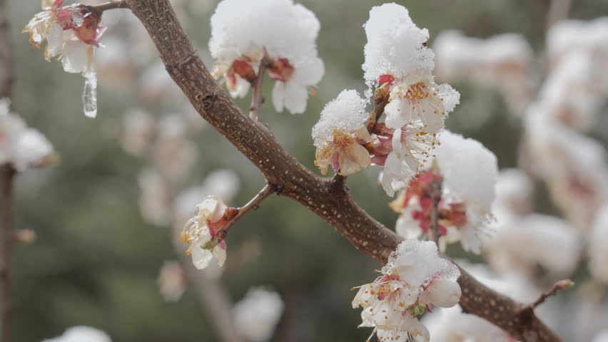 Spring blossoms under snow, Delicate white flowers blooming on a tree branch, partially covered with fresh snow and ice. A symbol of early spring battling the last traces of winter