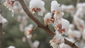 Spring blossoms under snow, Delicate white flowers blooming on a tree branch, partially covered with fresh snow and ice. A symbol of early spring battling the last traces of winter - Powered by Shutterstock - Get 15% off with code: PIKWIZARD15