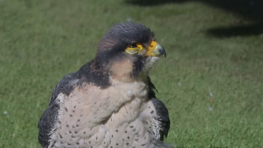 Peregrine Falcon (Falco peregrinus) male in closeup, yawning. Captive [Half speed]	