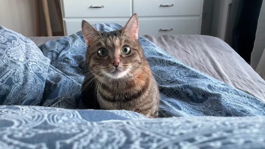 A gray young cat is playing with a toy on the bed