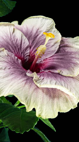 Hibiscus Flower Blooms. Bud Opens into a large Purple Yellow Flower. Time Lapse of a Blooming Hibiscus Plant. Detailed Macro Timelapse of a Blossoming flower. Hibiscus Close Up