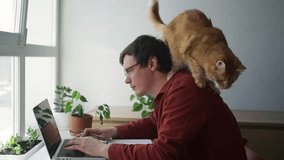 Playful ginger cat interrupting remote work, walking across laptop and owner's shoulders, disrupting concentration in bright home office setting - Powered by Shutterstock - Get 15% off with code: PIKWIZARD15