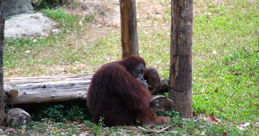 Orangutans, great apes, tropical forests in wooden tower in zoo enclosure