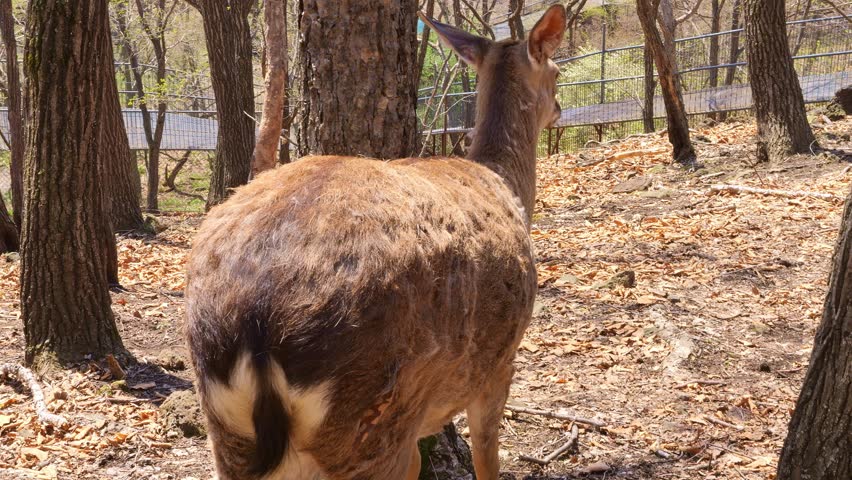 Visitors explore protected forests capturing deer in element. Responsible tourism fosters appreciation for wildlife ensuring minimal disruption while promoting conservation and habitat preservation 