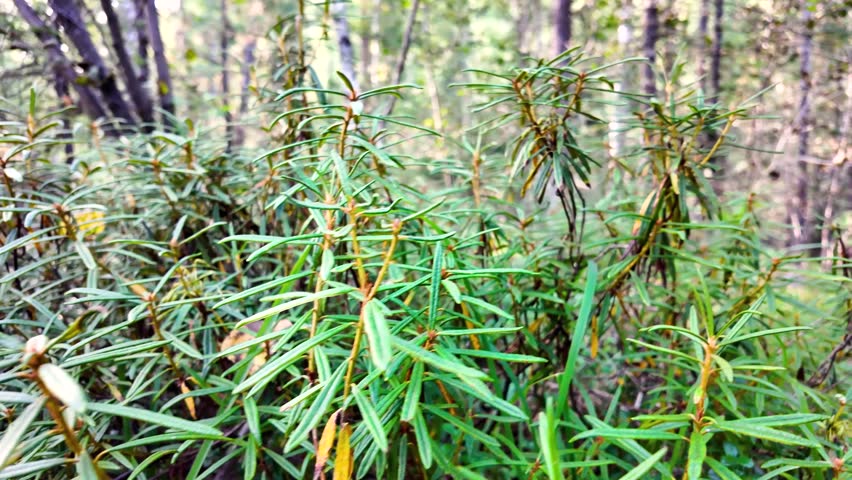 Thickets of Labrador tea (Ledum) close-up in a humid forest, medicinal plant.
