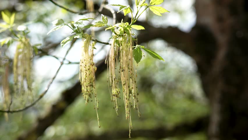 Hanging inflorescences of a flowering boxelder maple tree. Acer negundo in spring
