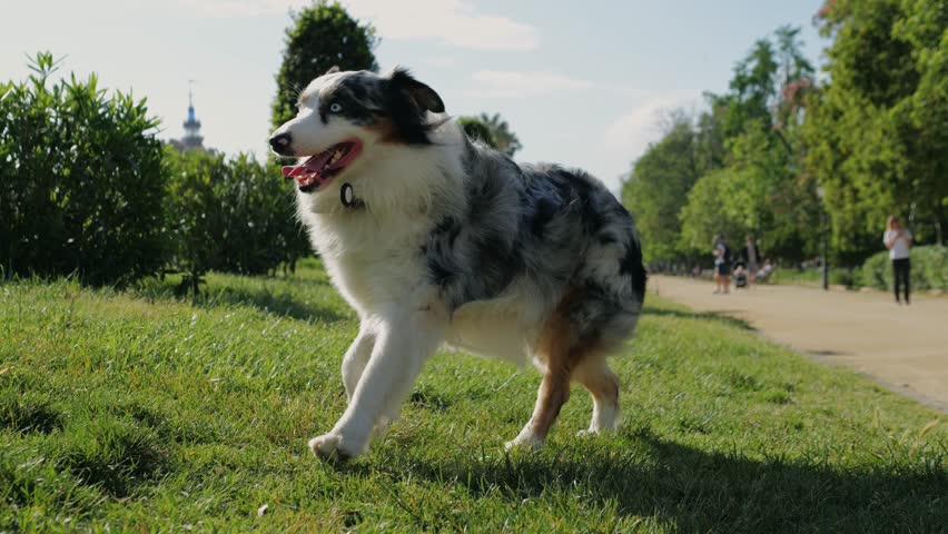 Australian Shepherd dog portrait with striking blue eyes captured outdoors in a park setting