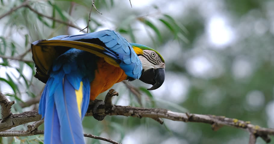 blue and yellow macaw on tree