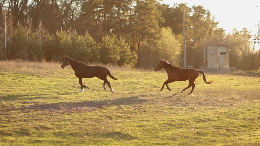 horses running across pasture in sunset light, slow motion