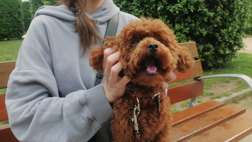 A brown poodle with fluffy coat is being held outdoors, showcasing its adorable features