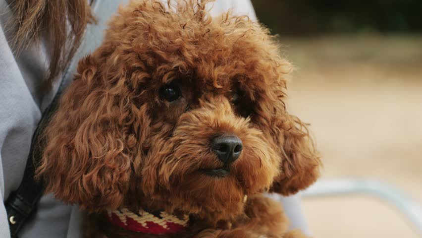 A brown poodle with fluffy coat is being held outdoors, showcasing its adorable features