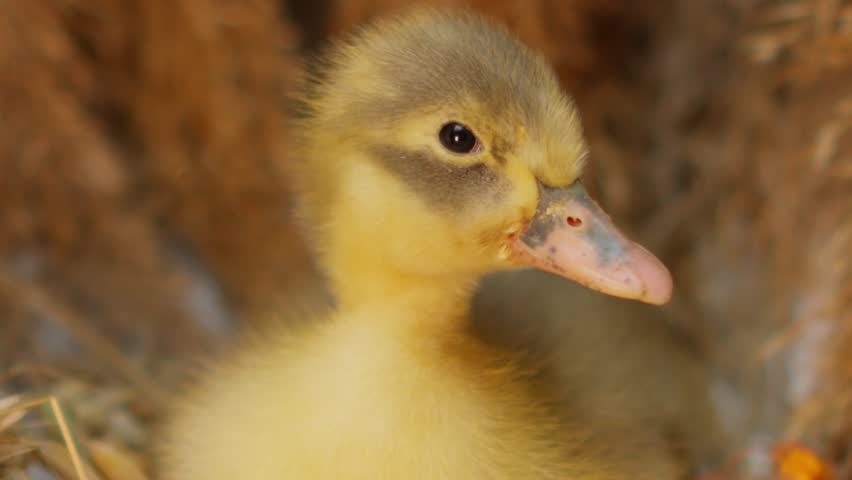 An utterly charming baby duckling cozily nestled in a soft nest surrounded by straw