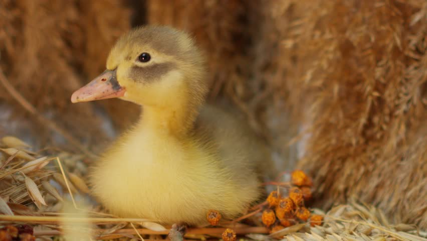 An Adorable Duckling Nesting Comfortably in Its Safe, Secure Environment and Area