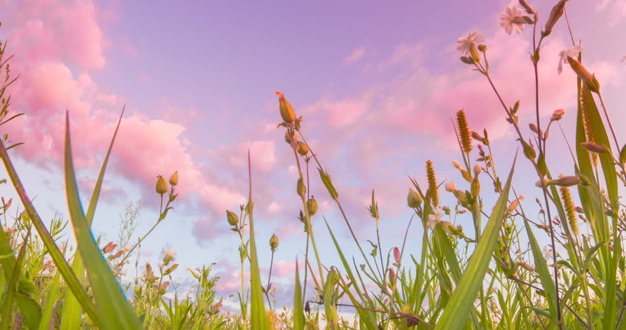 Shutterstock Video