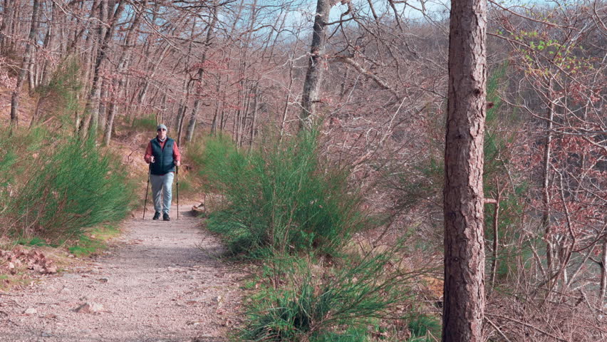 One gray haired elder man trekking sticks walk forest nature park. Old beard grandfather workout hike stroll. Handsome elderly senior person hold nordic poles. Confident old grandpa male health care.