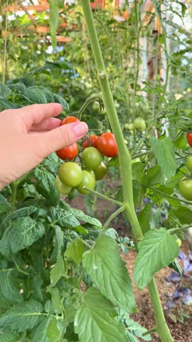 tomato from a greenhouse vine, showcasing organic gardening. Fresh, pesticide-free vegetables support a healthy lifestyle and sustainable farming