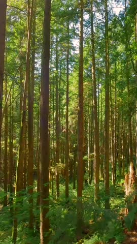 Smooth flight between the trees close to branches in a fabulous forest