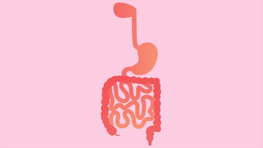 The process of digestion. Minimal modern seamless motion design. Animation 2D