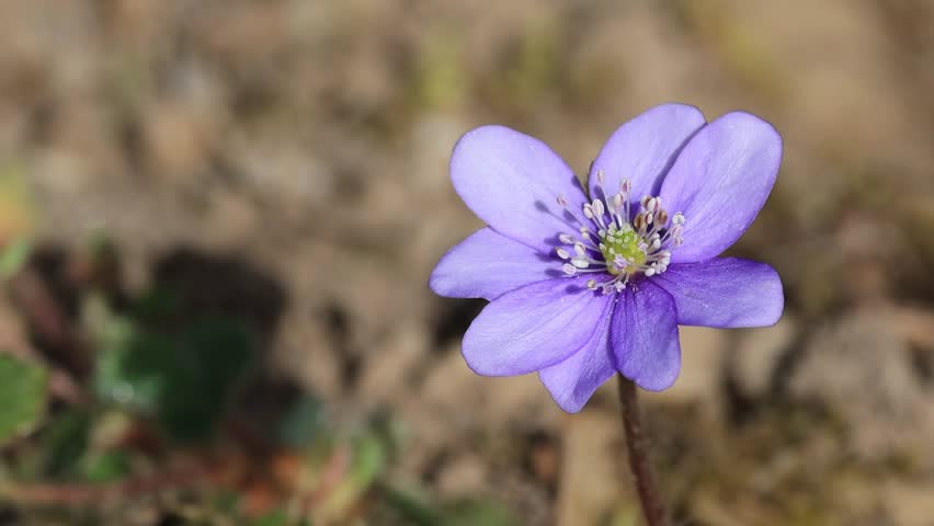 small liverwort blowing gently in the wind, small veins of the petal of a Hepatica nobilis, close-up pollen pistil Hepatica, pollen dust on petals of liverwort, lonely purple flower
