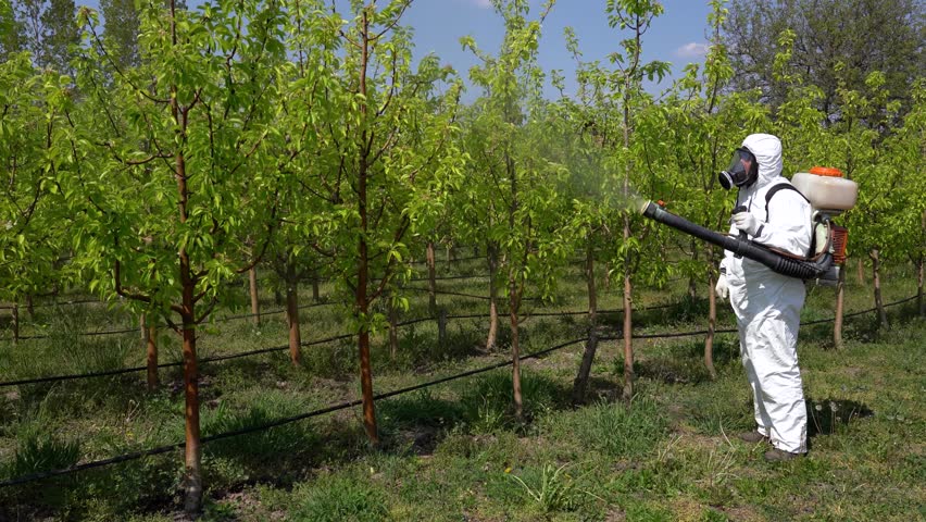 Farmer in Chemical-Resistant Suit and Gas Mask Spraying Orchard With Backpack Atomizer Sprayer. Man in disposable coveralls, spraying orchard in Springtime. Tree protection from diseases and pests.