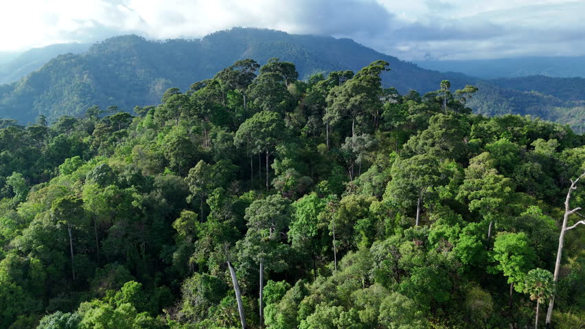 Aerial drone shot over primary Jungle tropical rain forest in Nan, Thailand. Aerial view, moving over a rainforest tree canopy in a slow pace beautiful green nature background of a tropical forest.