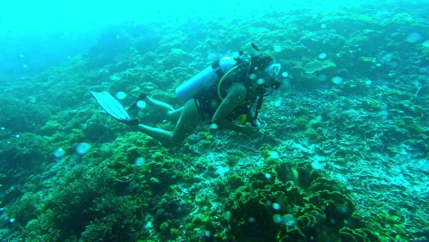 Woman, scuba diving and coral reef for adventure underwater, seaweed ecology or diver vacation. Female person, oxygen tank and fish environment for swimming summer trip, seabed for tropical holiday