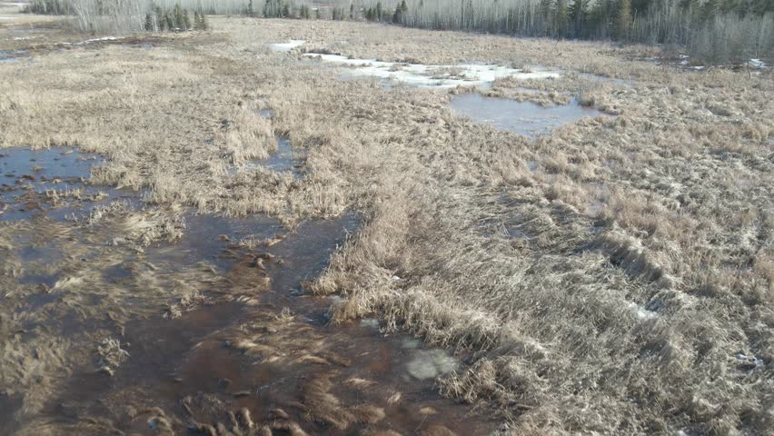 Drone aerial flying above a brown spring partially melted beaver pond with patches of ice