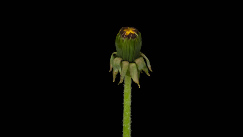 Time lapse blooming Dandelion flower, isolated on pure black background