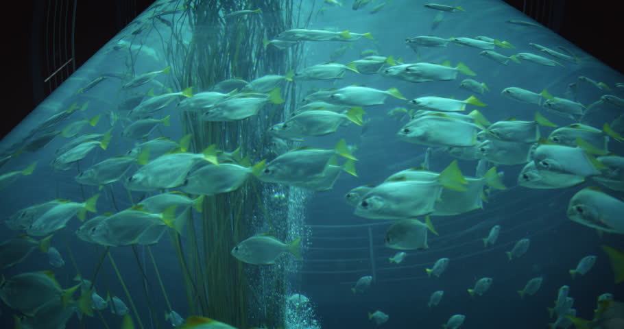 A dense school of fish with yellow tails moves collectively in an aquarium, forming a dynamic visual
