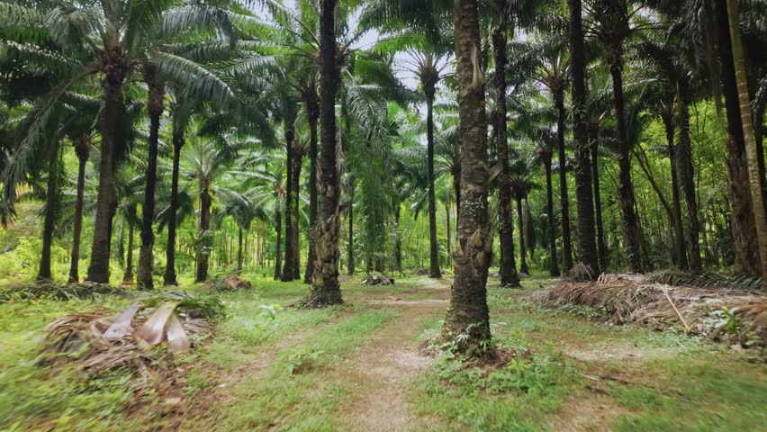 Palm tree plantation in Thailand. Large palm oil plantation at East Asia. Explore the Vast Oil Palm Plantation. 