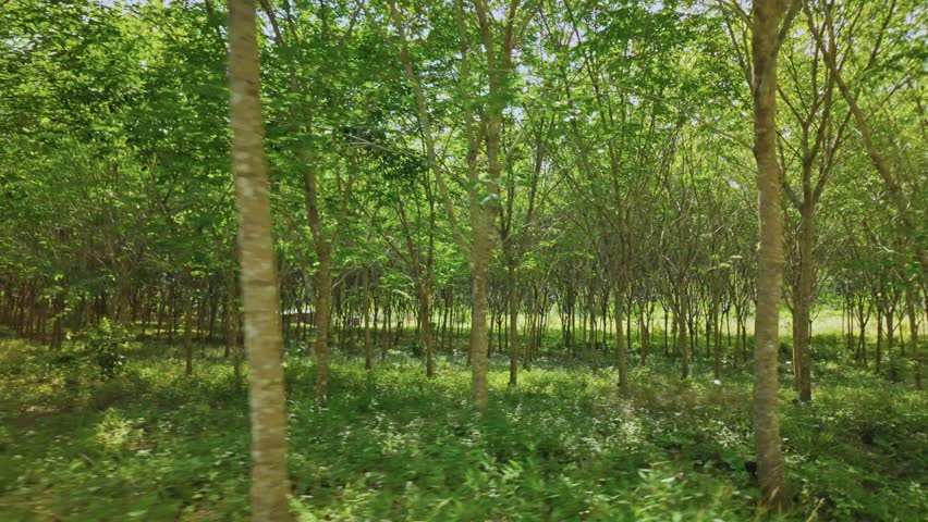Rubber tree plantation forest Thailand. Large area of tropical forest are planted plantation rubber trees used for industry around the world. Tires for automobiles is a main use in industry
