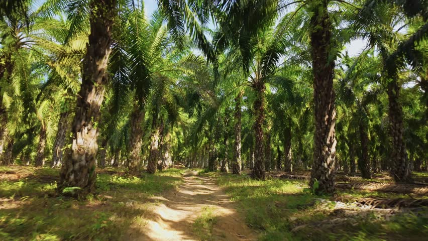 Palm tree plantation in Thailand. Large palm oil plantation at East Asia. Explore the Vast Oil Palm Plantation. 