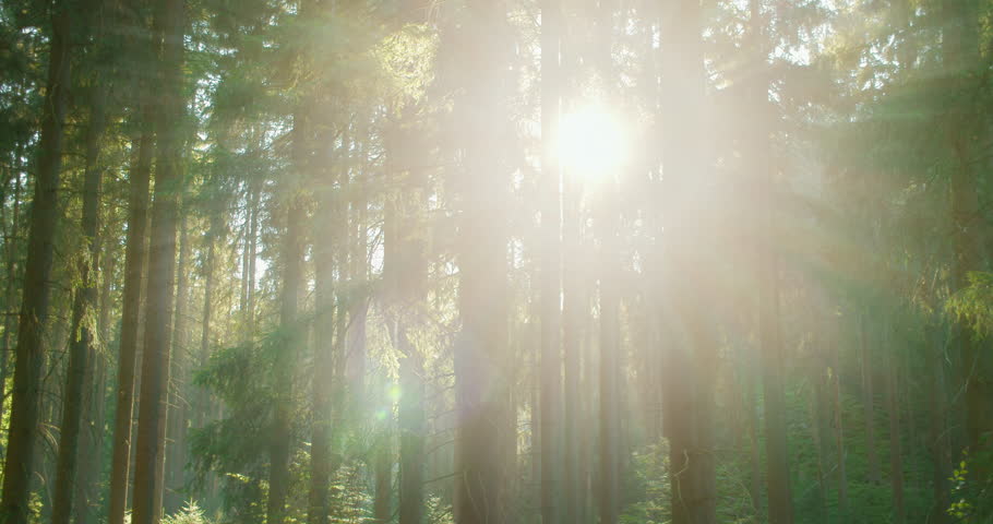 Summer forest comes to life in the morning, with sunbeams illuminating trees