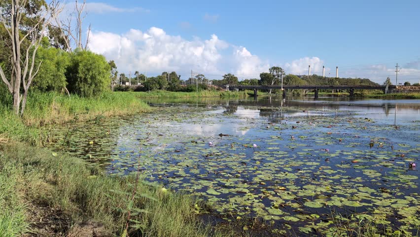 Lily pads and trees at Lake Callemondah in Gladstone, Queensland, Australia