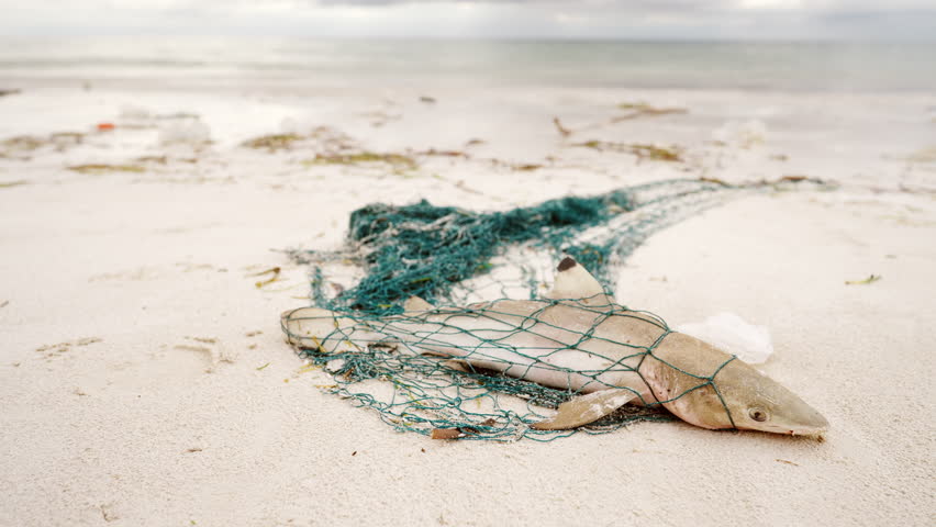 juvenile blacktip shark, carcharhinus limnbatus, in ghost net gear, dead fish in ocean, animal plastic problem, environmental conservation concept