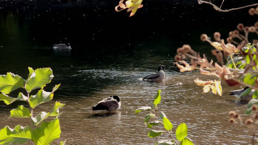Ducks are swimming in the river. Duck raises up in water and flap its wings in the local park during bright summer day.