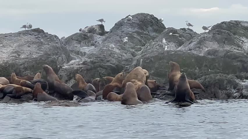Elephant Seals Brawl on Tiny Island South of Friday Harbor in Washington