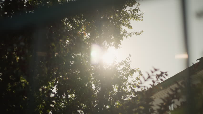 Sunlight filtering through branches of green pine tree with white building in background and bird flying past, capturing serene natural moment in peaceful urban setting with soft glow and clear sky