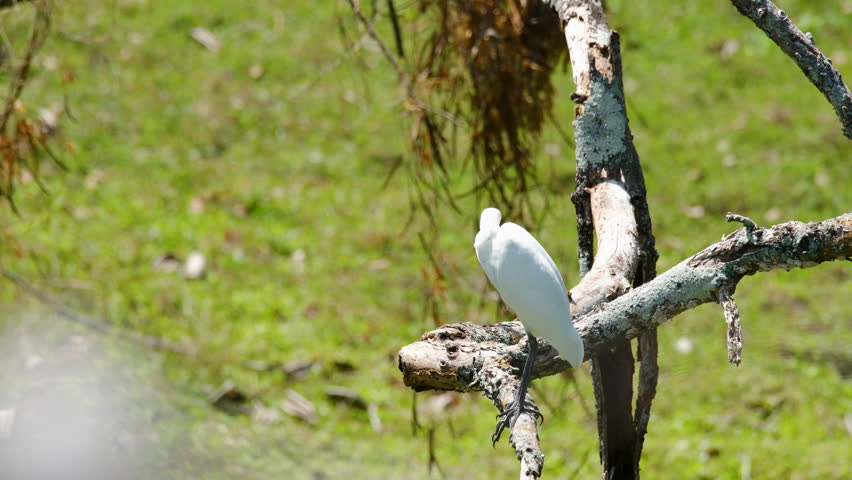 Elegant White Egret Perched Amidst Lush Greenery