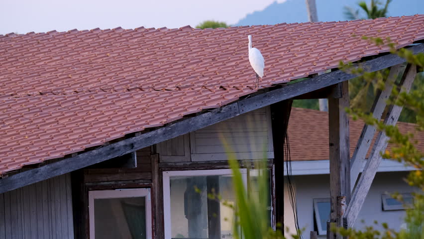 Elegant White Egret Perched Amidst Lush Greenery