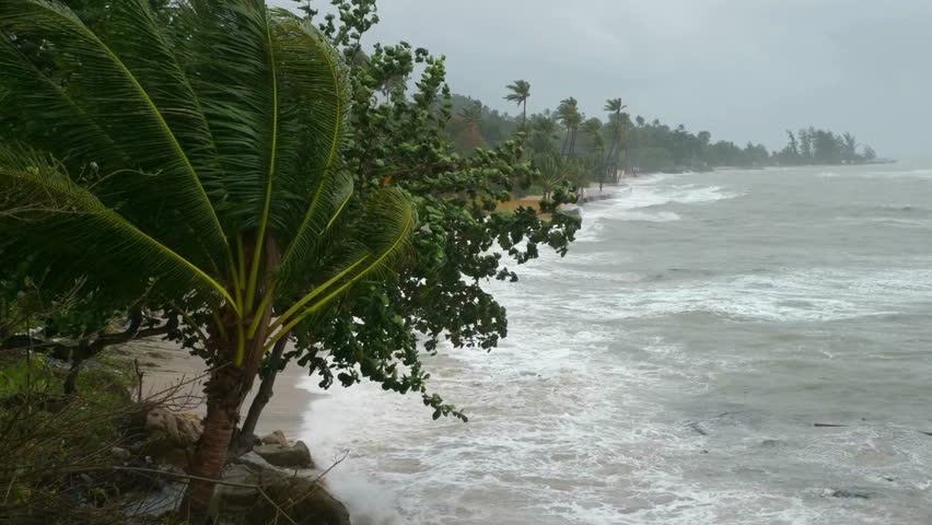 palm Banana branches in strong wind on beach by lake at dusk or after sunset. Tree in windy weather, dramatic deep cloudy sky in background. harsh waves on seashore, monsoon powerful rains and floods