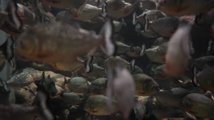 Red bellied piranha fish in the water. A group of piranhas swimming. Piranhas are freshwater fish known for their sharp teeth and are native to the Amazon River.