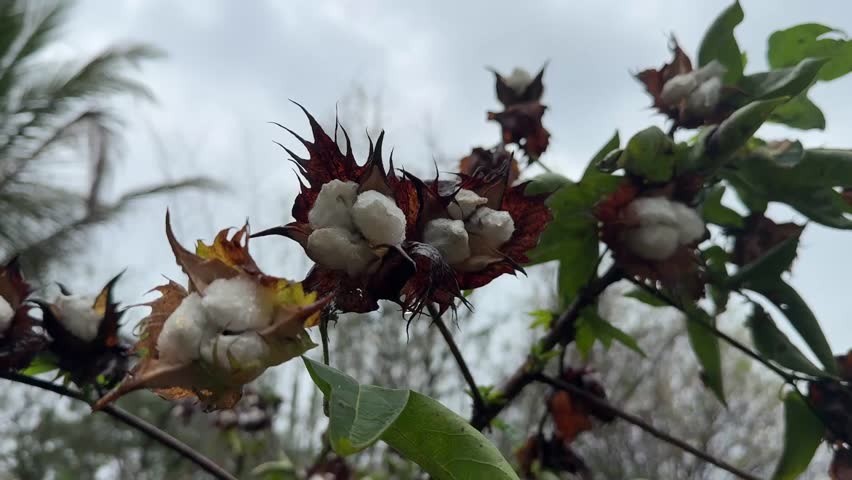 Cotton flowers blooming on the branch